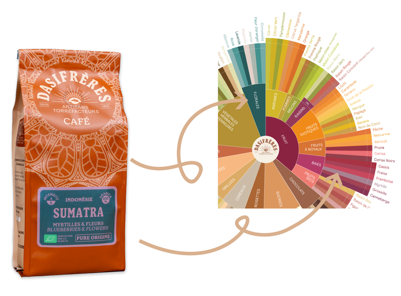 Café Sumatra Dasifrères et roue des saveurs
